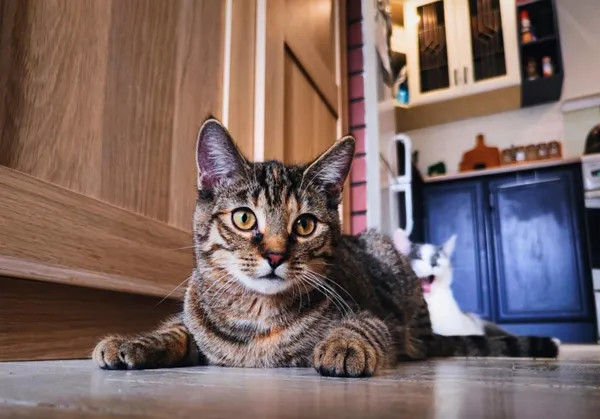 Kot do adopcji, Piła, 30 sierpnia 2024 (2/3)