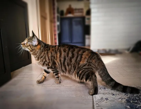 Kot do adopcji, Piła, 30 sierpnia 2024 (3/3)