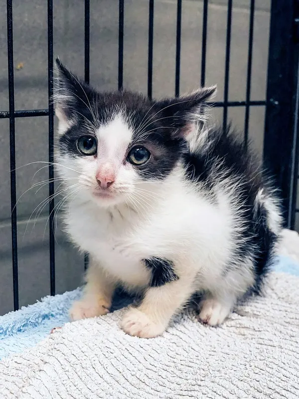 Kot do adopcji, Sopot, 14 listopada 2024 (1/4)