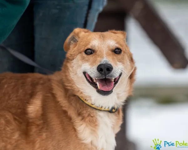 Znaleziono psa, Racławice, 8 listopada 2024 (1/5)