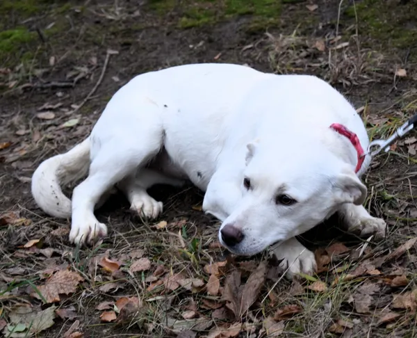 Znaleziono psa, Pieckowo, 15 listopada 2024 (1/5)