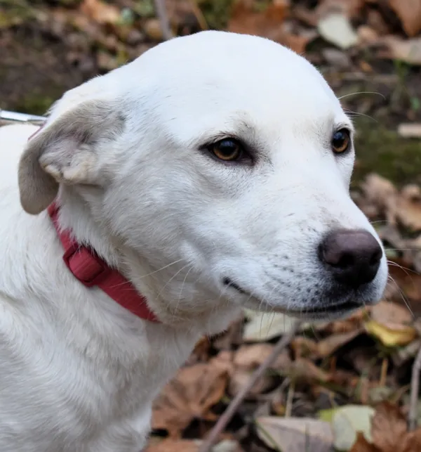 Znaleziono psa, Pieckowo, 15 listopada 2024 (2/5)