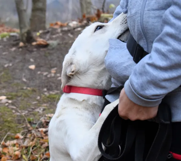 Znaleziono psa, Pieckowo, 15 listopada 2024 (3/5)