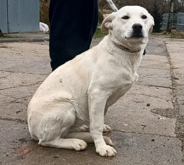 Znaleziono psa, Pieckowo, 15 listopada 2024 (4/5)