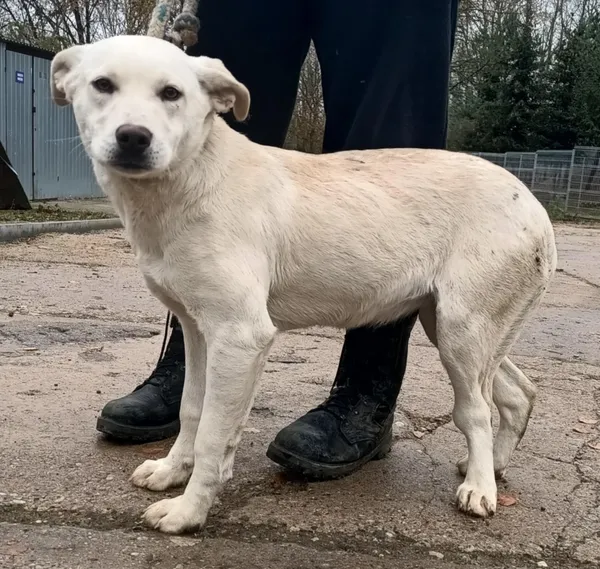 Znaleziono psa, Pieckowo, 15 listopada 2024 (5/5)