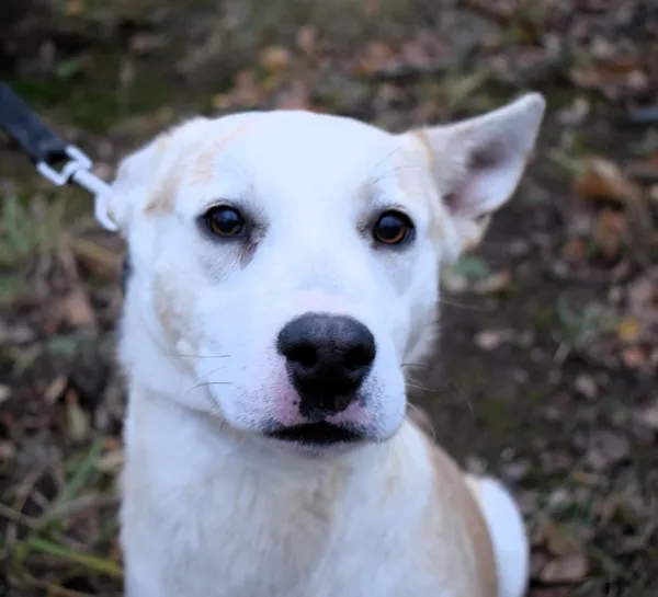 Znaleziono psa, Pieckowo, 15 listopada 2024 (1/5)