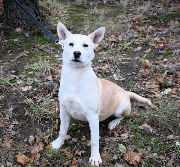 Znaleziono psa, Pieckowo, 15 listopada 2024 (2/5)