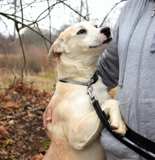 Znaleziono psa, Pieckowo, 15 listopada 2024 (3/5)