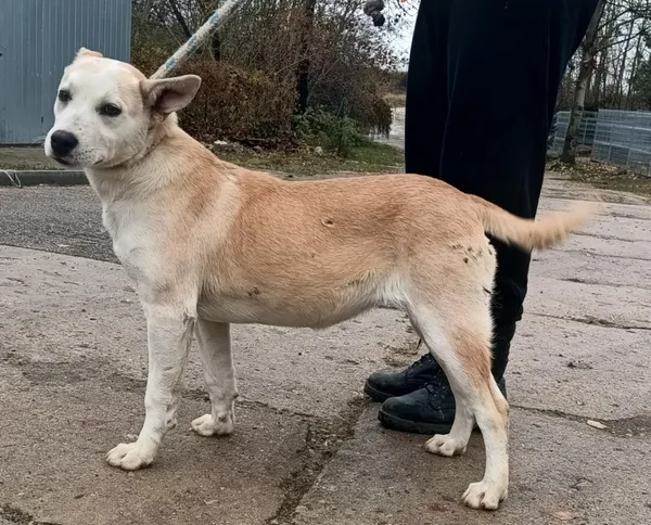 Znaleziono psa, Pieckowo, 15 listopada 2024 (4/5)