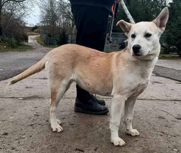 Znaleziono psa, Pieckowo, 15 listopada 2024 (5/5)