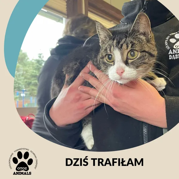 Znaleziono kota, Dąbrówka, 14 listopada 2024