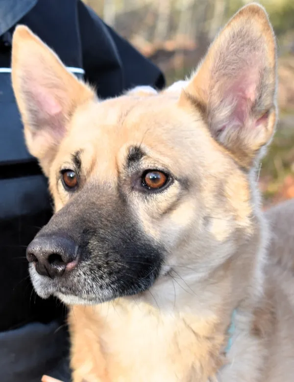 Znaleziono psa, Pieckowo, 15 listopada 2024 (1/5)