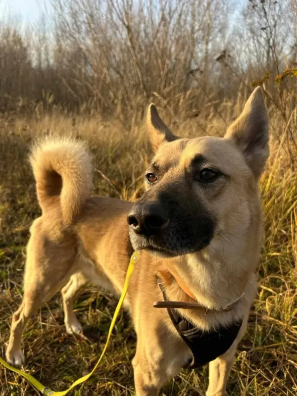 Znaleziono psa, Pieckowo, 15 listopada 2024 (2/5)