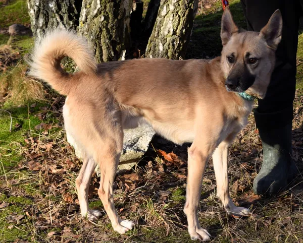 Znaleziono psa, Pieckowo, 15 listopada 2024 (3/5)