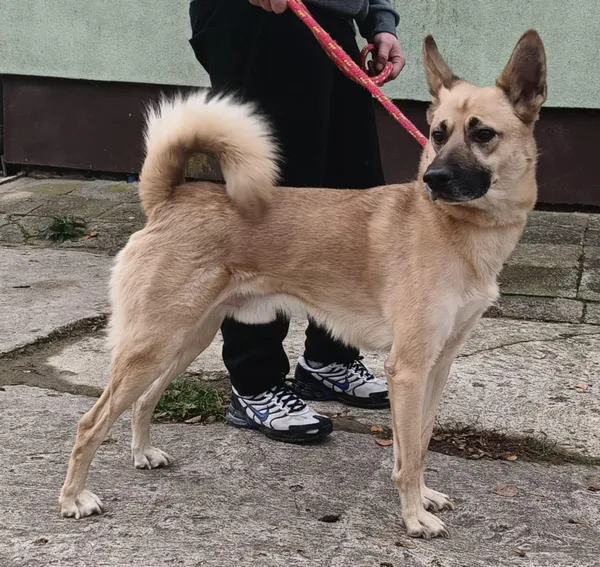 Znaleziono psa, Pieckowo, 15 listopada 2024 (5/5)