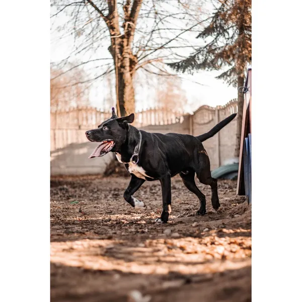 Znaleziono psa, Białystok, 3 października 2024 (2/3)