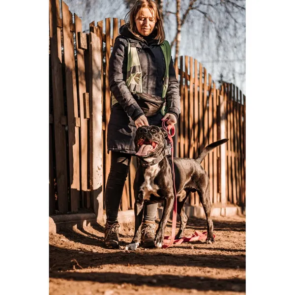 Znaleziono psa, Białystok, 3 października 2024 (3/3)