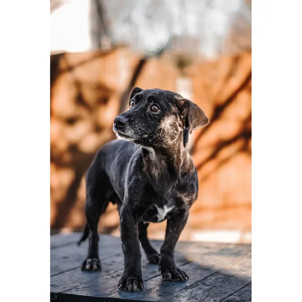 Znaleziono psa, Białystok, 29 października 2024 (1/4)