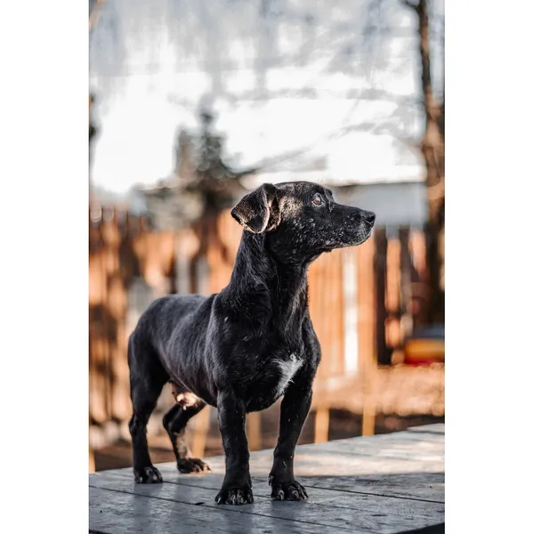 Znaleziono psa, Białystok, 29 października 2024 (2/4)