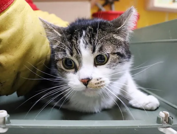 Znaleziono kota, Łódź, 16 listopada 2024 (1/4)