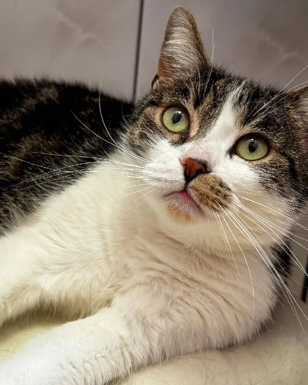 Znaleziono kota, Łódź, 16 listopada 2024 (2/4)