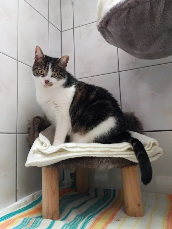 Znaleziono kota, Łódź, 16 listopada 2024 (4/4)