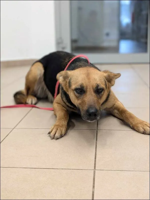 Znaleziono psa, Grudziądz, 17 listopada 2024