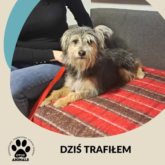 Znaleziono psa, Dąbrówka, 17 listopada 2024 (1/2)