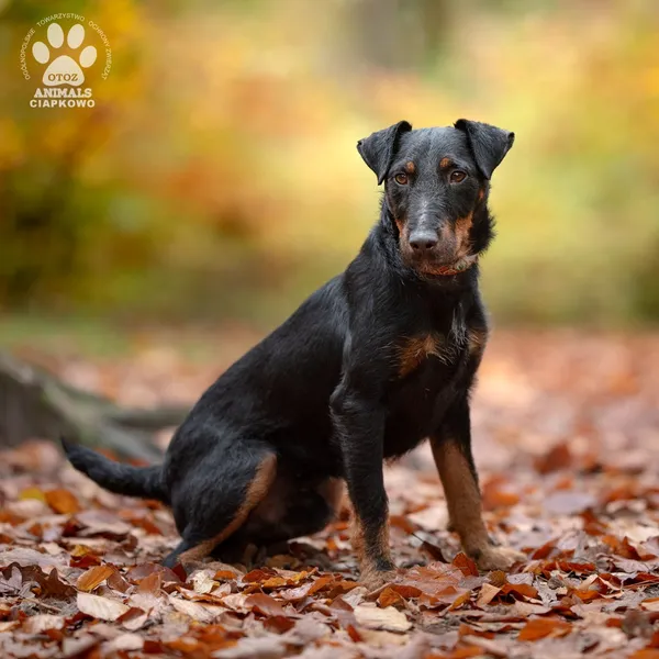 Pies do adopcji, Gdynia, 18 listopada 2024 (5/5)