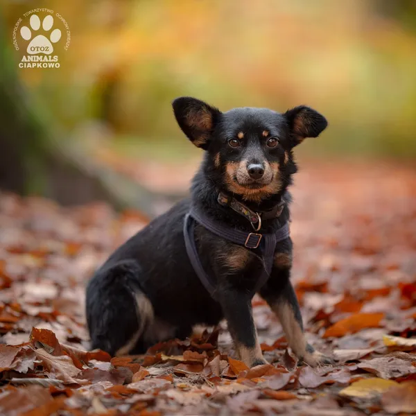 Pies do adopcji, Gdynia, 18 listopada 2024 (3/4)