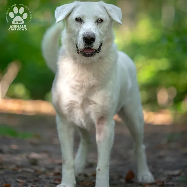 Pies do adopcji, Gdynia, 18 listopada 2024 (4/4)