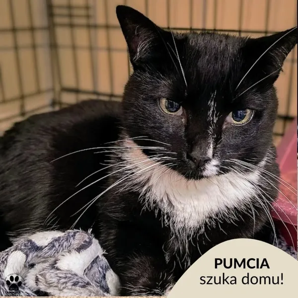 Kot do adopcji, Gdynia, 18 listopada 2024 (1/3)