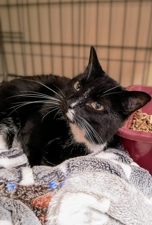 Kot do adopcji, Gdynia, 18 listopada 2024 (2/3)