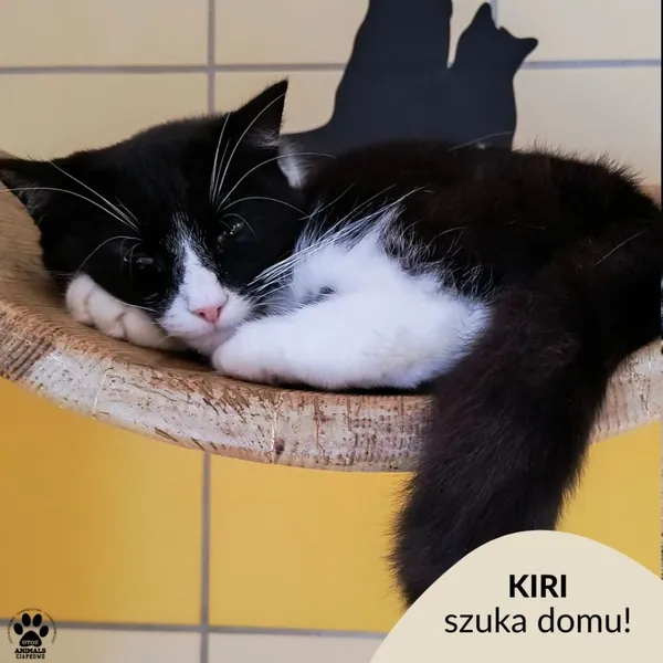 Kot do adopcji, Gdynia, 18 listopada 2024 (1/5)