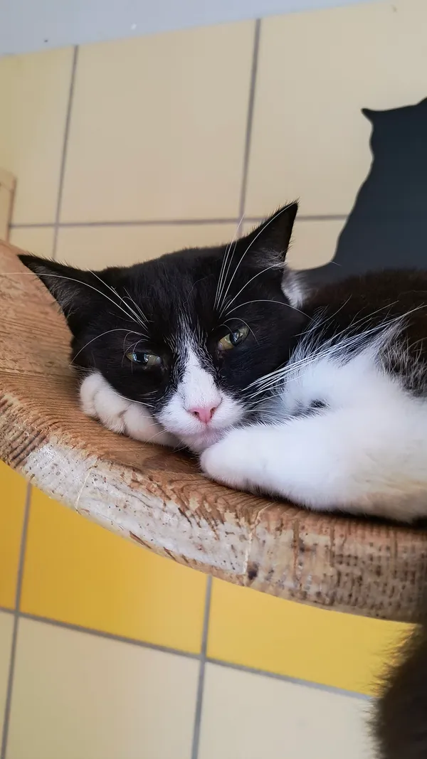 Kot do adopcji, Gdynia, 18 listopada 2024 (4/5)