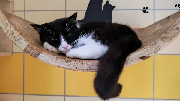 Kot do adopcji, Gdynia, 18 listopada 2024 (5/5)