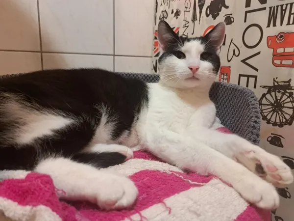 Kot do adopcji, Częstochowa, 21 czerwca 2024 (1/5)