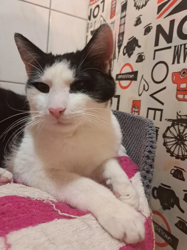 Kot do adopcji, Częstochowa, 21 czerwca 2024 (2/5)