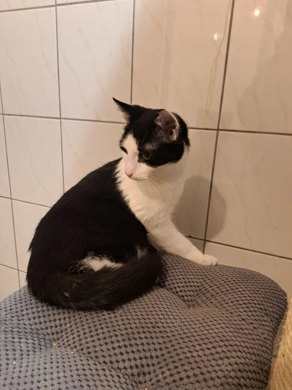 Kot do adopcji, Częstochowa, 21 czerwca 2024 (3/5)