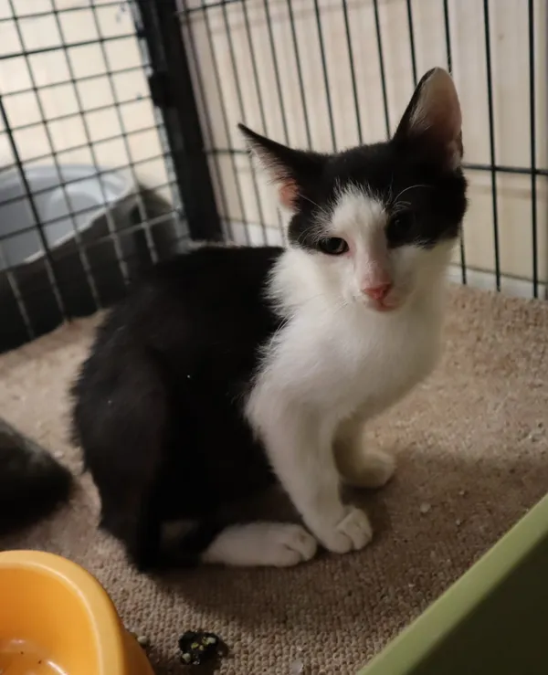 Kot do adopcji, Częstochowa, 21 czerwca 2024 (4/5)