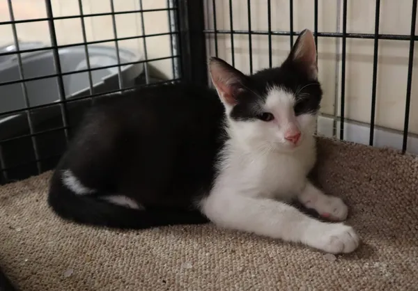 Kot do adopcji, Częstochowa, 21 czerwca 2024 (5/5)