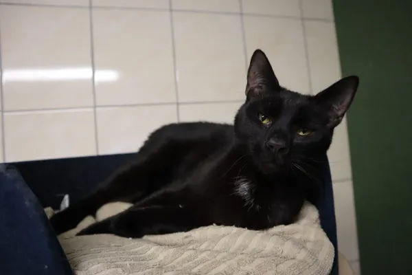 Kot do adopcji, Częstochowa, 21 czerwca 2024 (2/4)