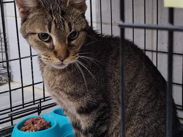 Znaleziono kota, Sosnowiec, 17 listopada 2024