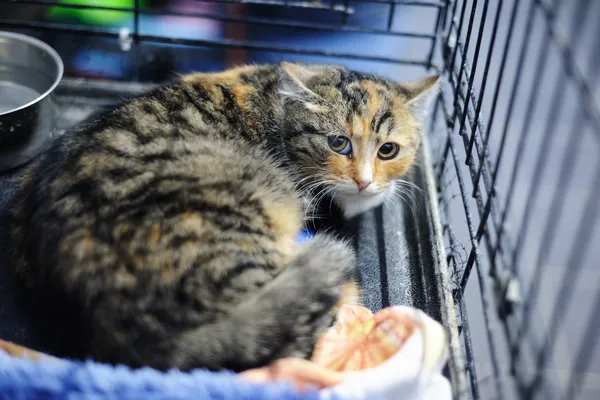 Znaleziono kota, Sosnowiec, 16 listopada 2024 (1/2)