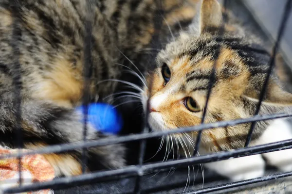 Znaleziono kota, Sosnowiec, 16 listopada 2024 (2/2)