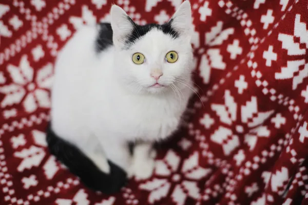 Znaleziono kota, Sosnowiec, 14 listopada 2024 (3/3)