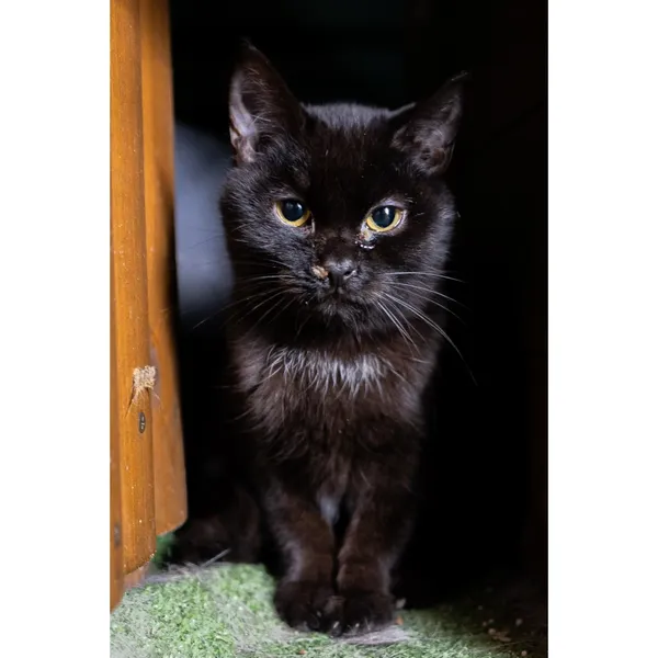 Znaleziono kota, Białystok, 17 lipca 2024 (1/3)