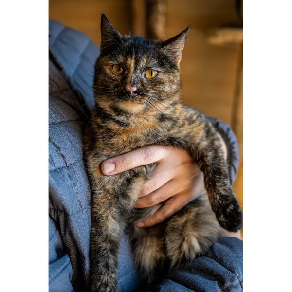 Znaleziono kota, Białystok, 15 lipca 2024 (1/4)