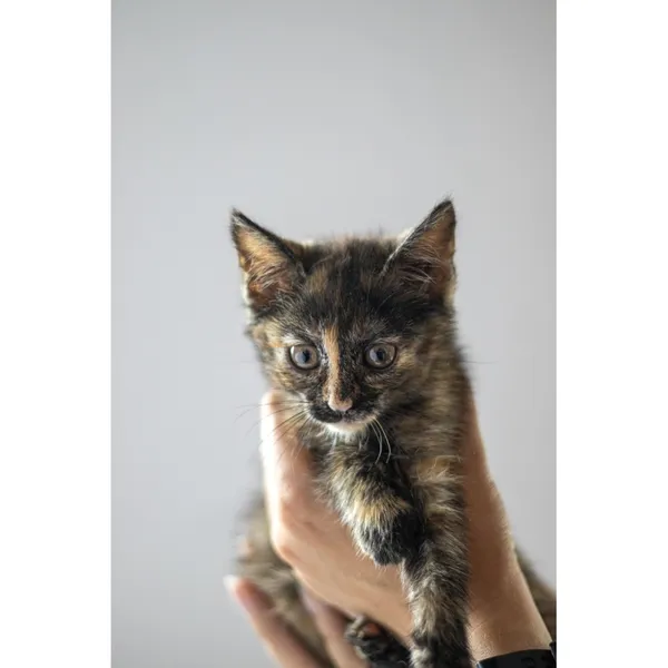 Znaleziono kota, Białystok, 15 lipca 2024 (4/4)