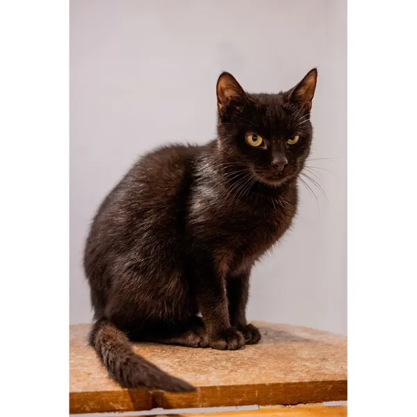 Znaleziono kota, Białystok, 17 lipca 2024 (2/4)